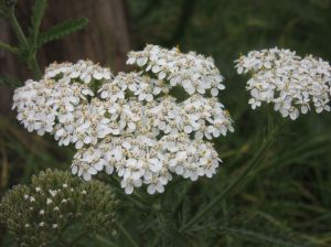 achillea-millefolium