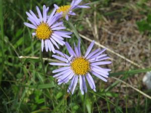 astro-alpino-aster-alpinus