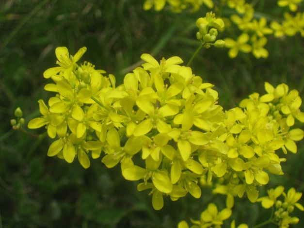 caglio-zolfino-galium-verum