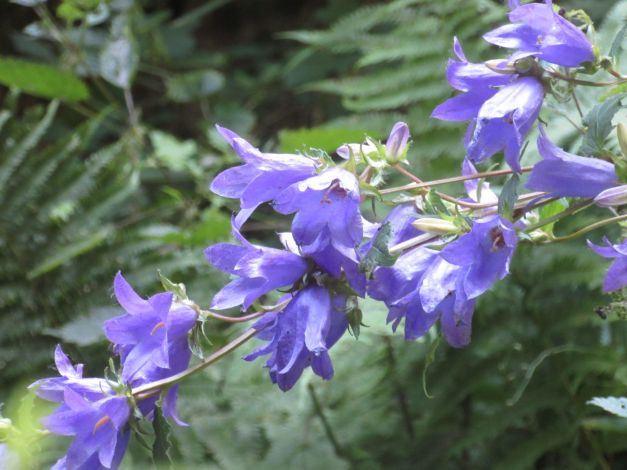 campanula-selvatica-campanule-trachelium