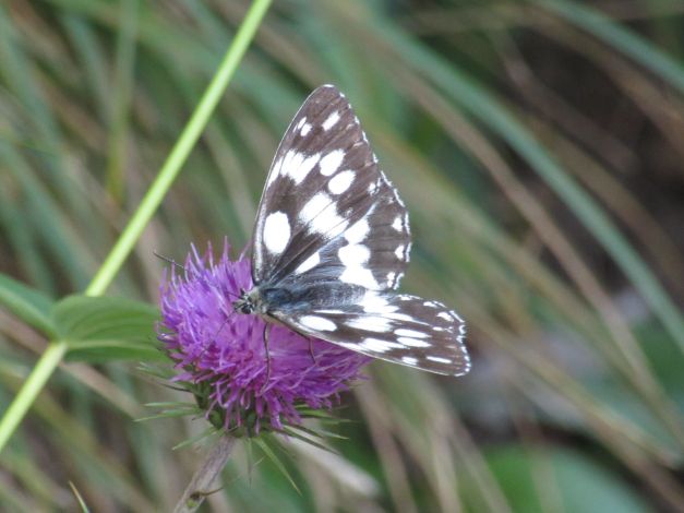 cardo-del-trentino-carduus-defloratus-1