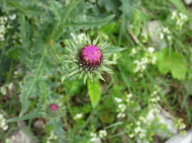 cardo-del-trentino-carduus-defloratus-2