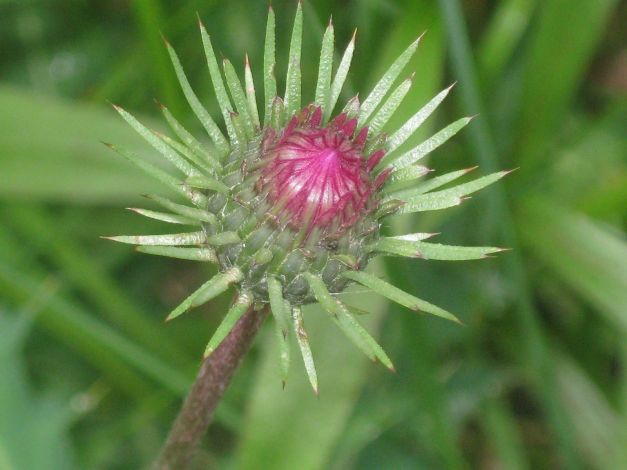 cardo-del-trentino-carduus-defloratus