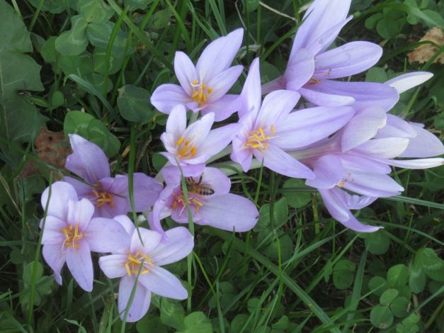 colchico-autunnale-colchicum-autumnale