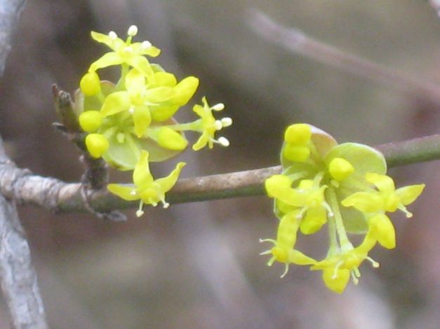 cornus-mas-fiore-di-corniolo