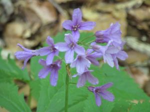 dentaria-a-cinque-foglie-cardamine-pentaphyllos-1