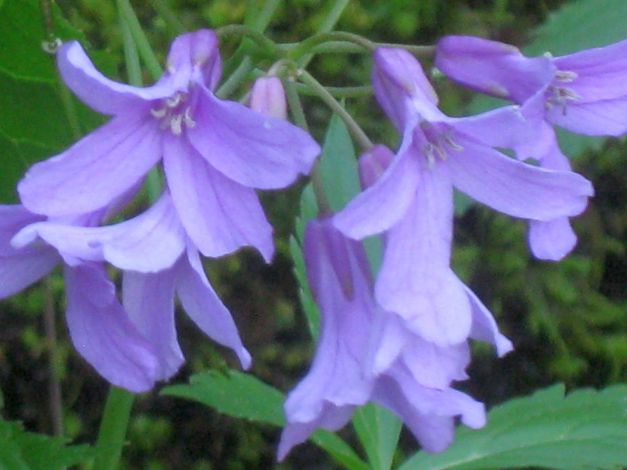 dentaria-a-cinque-foglie-cardamine-pentaphyllos