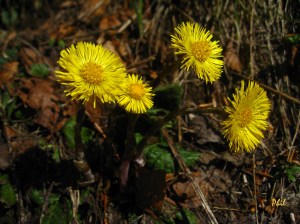 doronicum-clusii