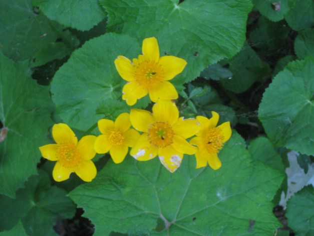 eliantemo-chironio-helianthemum-nummularium