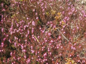 erica-carnicina-erica-carnea-1