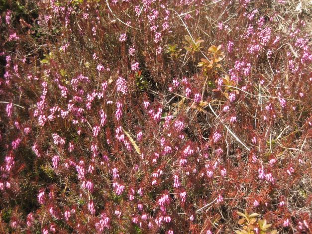 erica-carnicina-erica-carnea-1