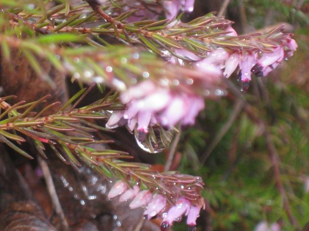 erica-carnicina-erica-carnea-3