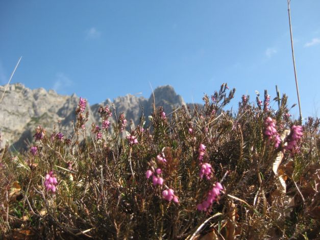 erica-carnicina-erica-carnea-4