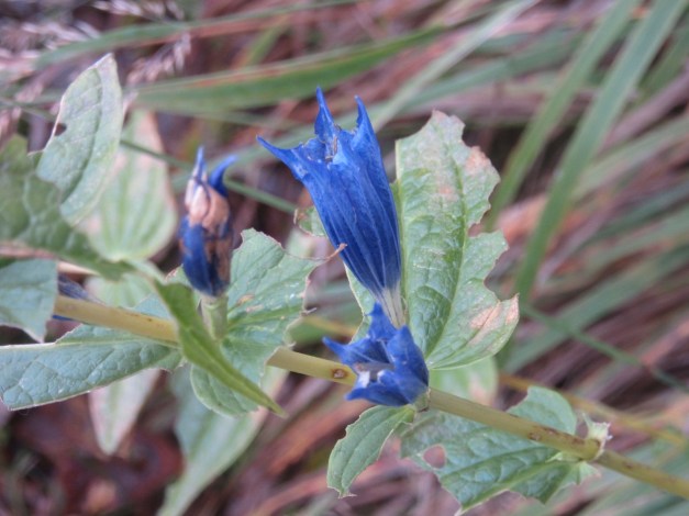 gentiana-asclepiadea-genziana-di-esculapio