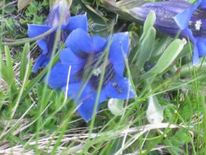 genziana-di-koch-gentiana-kochiana-1