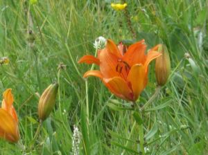 giglio-rosso-lilium-bulbiferum