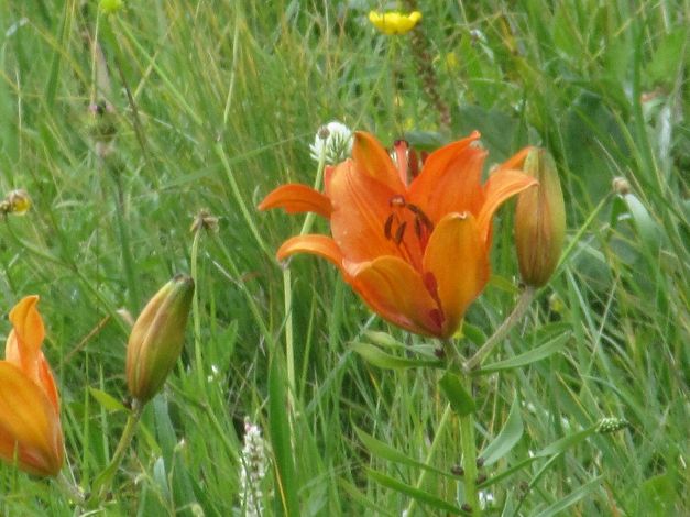 giglio-rosso-lilium-bulbiferum