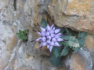 il-raponzolo-di-roccia-physoplexis-comosa