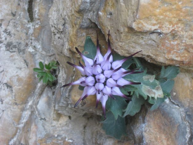 il-raponzolo-di-roccia-physoplexis-comosa