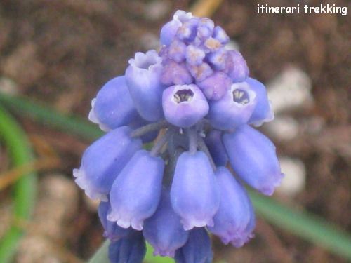 muscari-azzurro-muscari-botryoides