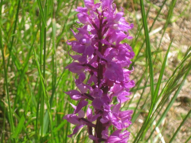 orchidea-maschia-orchis-mascula