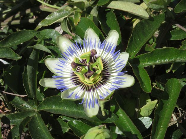 passiflora