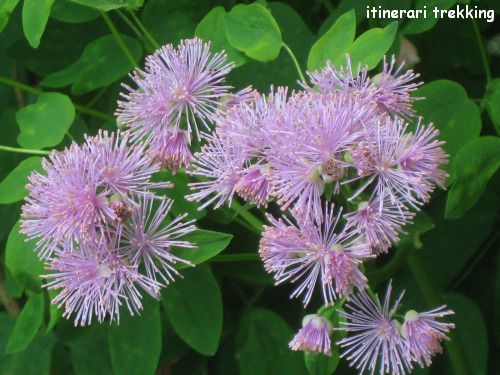 pigamo-colombino-thalictrum-aqulegiifolium