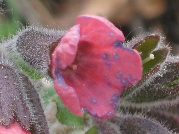 polmonaria-maggiore-pulmonaria-officinalis