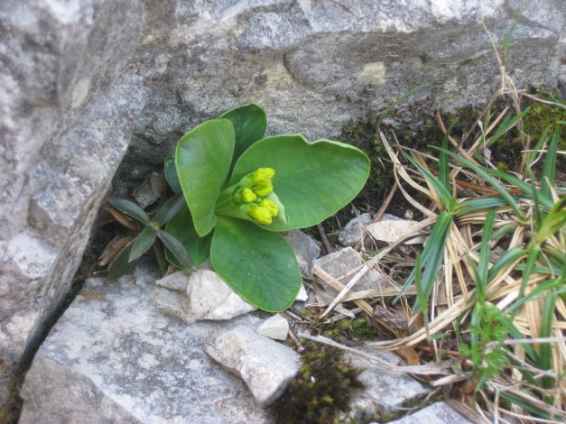 primula-auricola