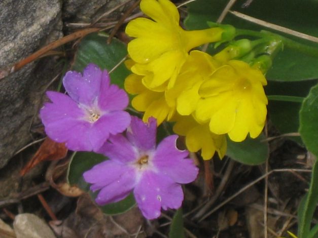 primula-auricula