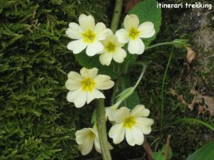 primula-comune-primula-vulgaris-1