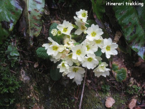 primula-comune-primula-vulgaris-2
