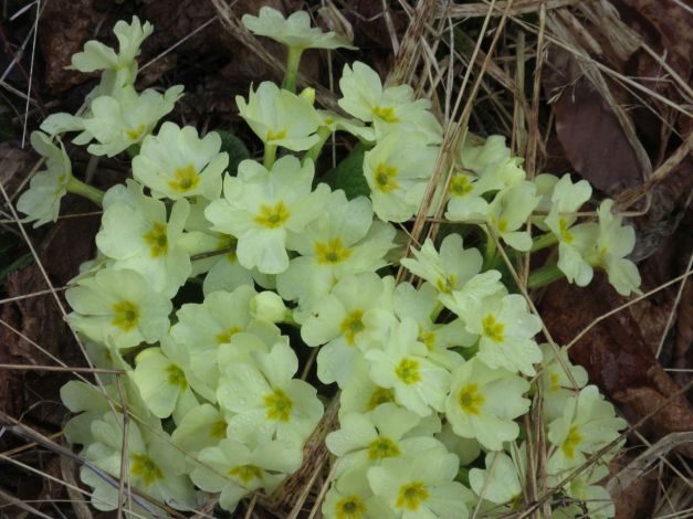 primula-comune-primula-vulgaris-3