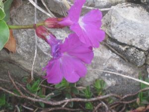 primula-recubariensis2