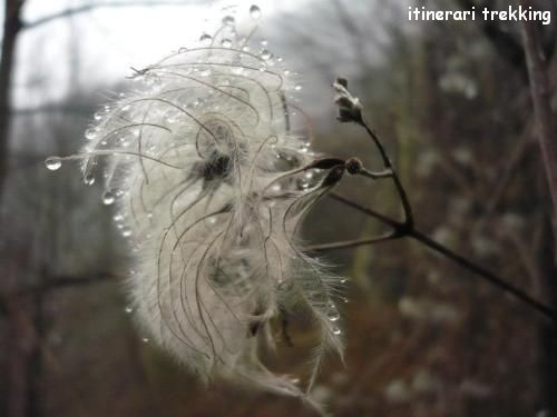 pulsatilla-austriaca-pulsatilla-alpina-1