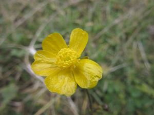 ranunculus-bulbosus-ranuncolo-bulboso