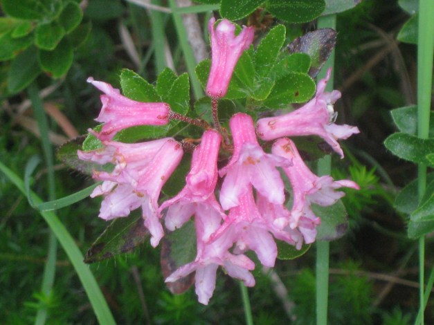 rhododendron-ferrugineum