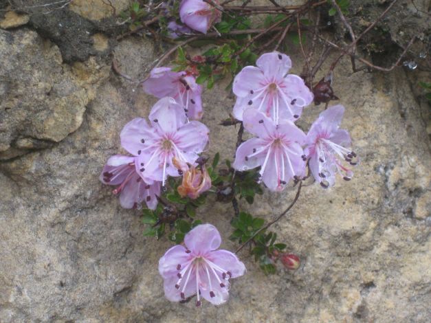 rhodothamnus-chamaecistus