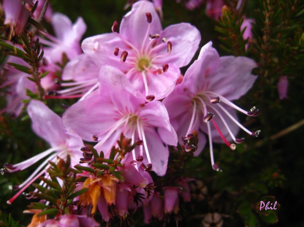 rhodothamnus-chamaecistus1