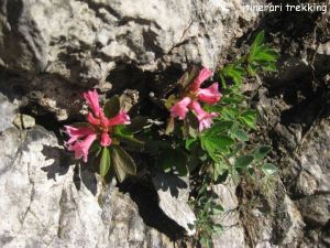 rododendro-peloso-rhododendro-hirsutum