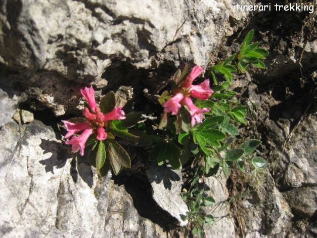 rododendro-peloso-rhododendro-hirsutum