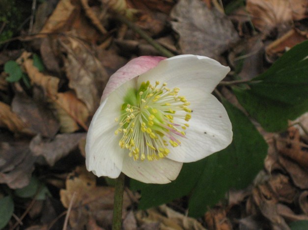 rosa-di-natale-helleborus-niger-2
