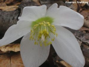 rosa-di-natale-helleborus-niger-3