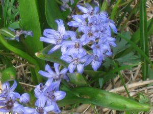 scilla-silvestre-scilla-bifolia