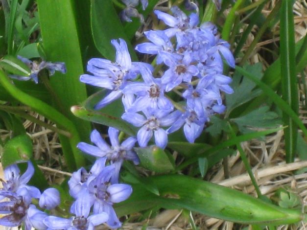 scilla-silvestre-scilla-bifolia