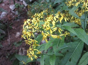 senecio-ovatus-senecio-fuchsii-senecione-di-fuchs