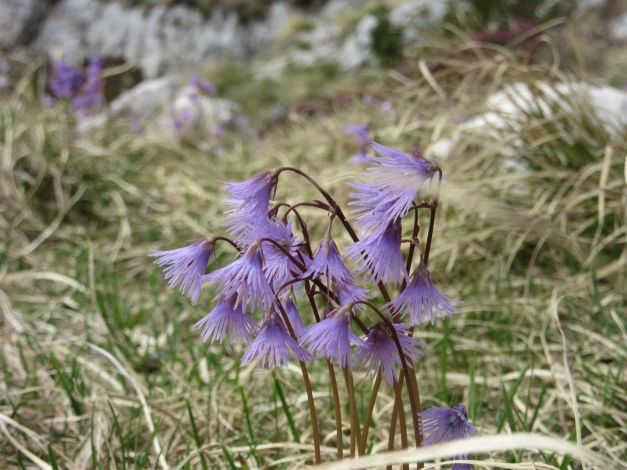soldanella