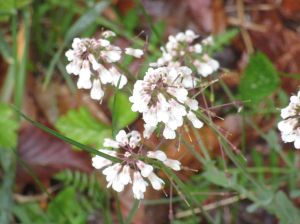 symphytum-officinale-consolida-maggiore