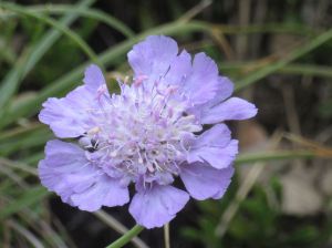 vedovina-a-foglie-sottili-scabiosa-triandra