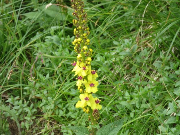 verbasco-nero-verbascum-nigrum